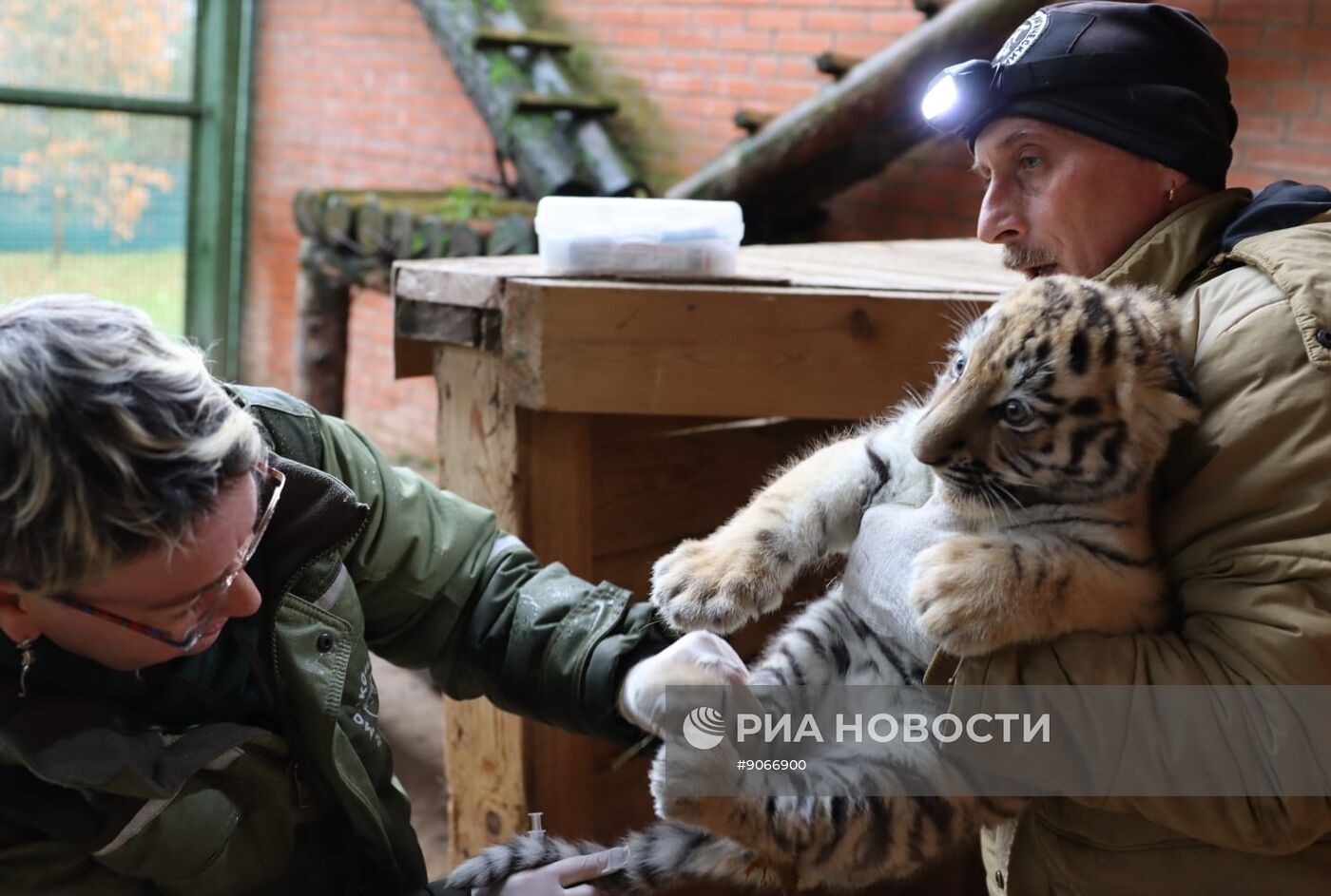 В Московском зоопарке родились два амурских тигренка