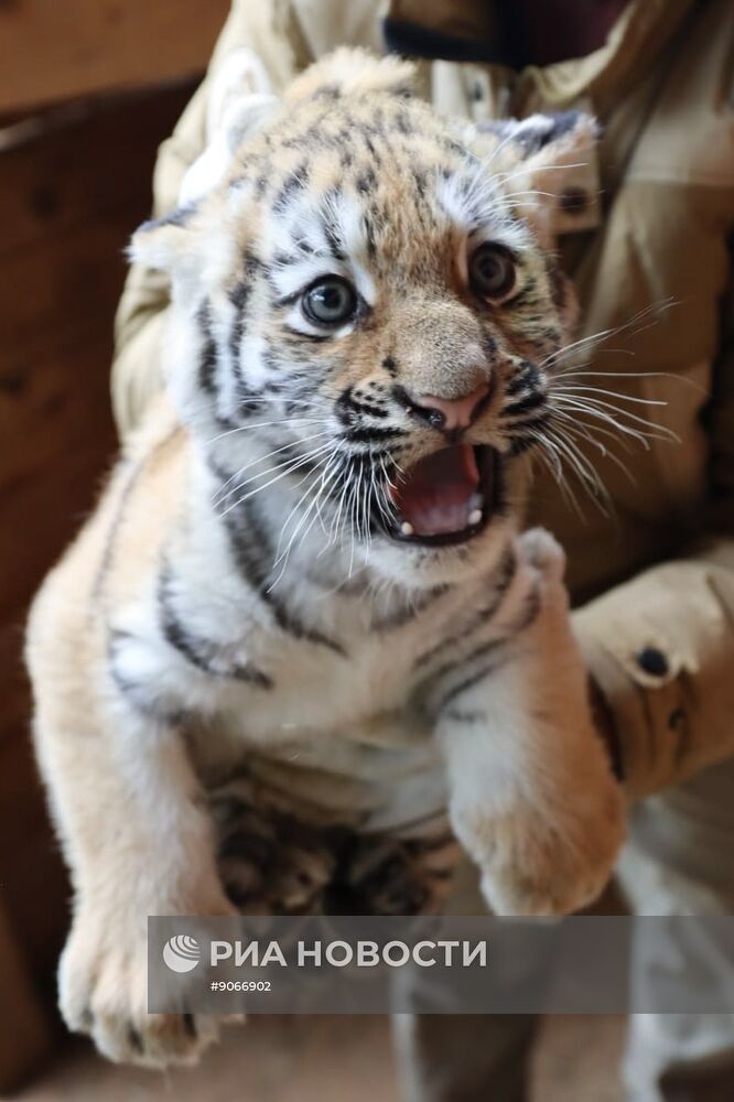 В Московском зоопарке родились два амурских тигренка