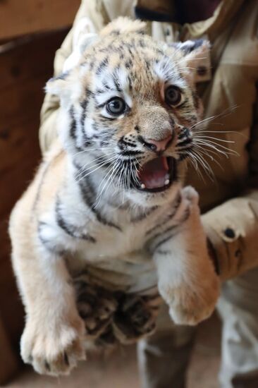 В Московском зоопарке родились два амурских тигренка