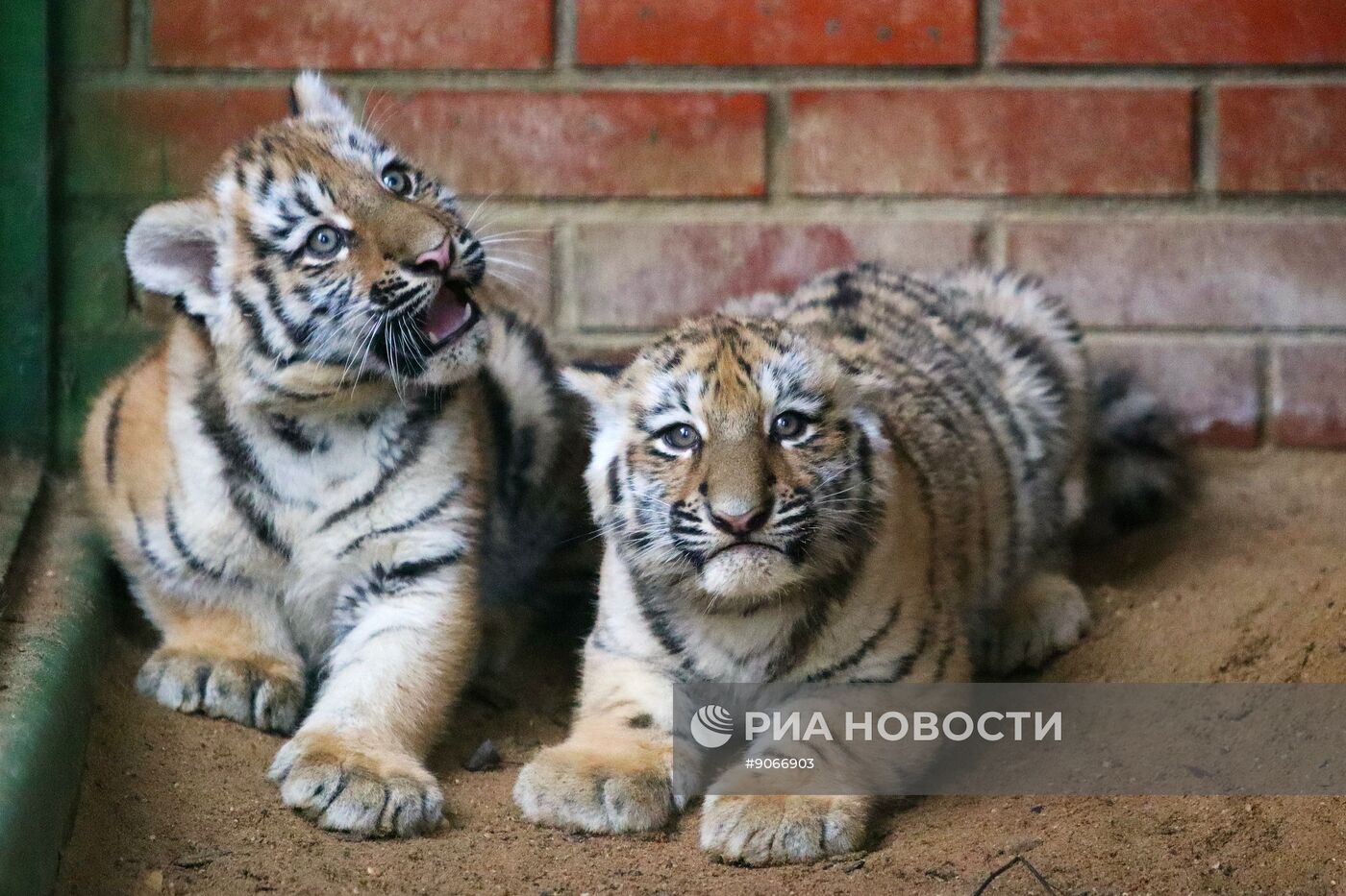 В Московском зоопарке родились два амурских тигренка
