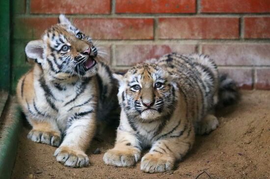 В Московском зоопарке родились два амурских тигренка