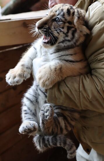 В Московском зоопарке родились два амурских тигренка