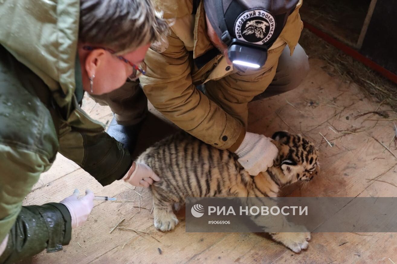 В Московском зоопарке родились два амурских тигренка