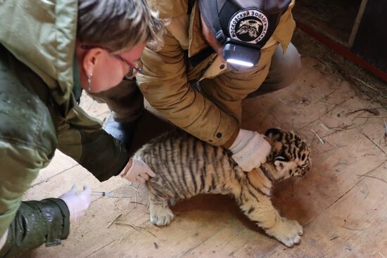 В Московском зоопарке родились два амурских тигренка