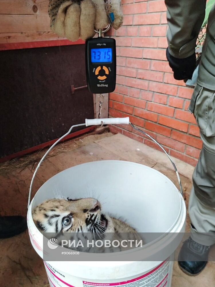 В Московском зоопарке родились два амурских тигренка