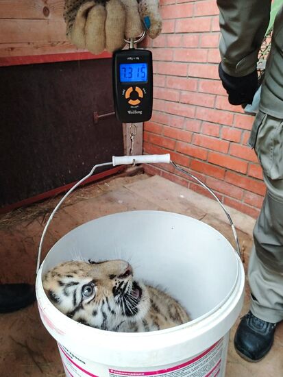 В Московском зоопарке родились два амурских тигренка