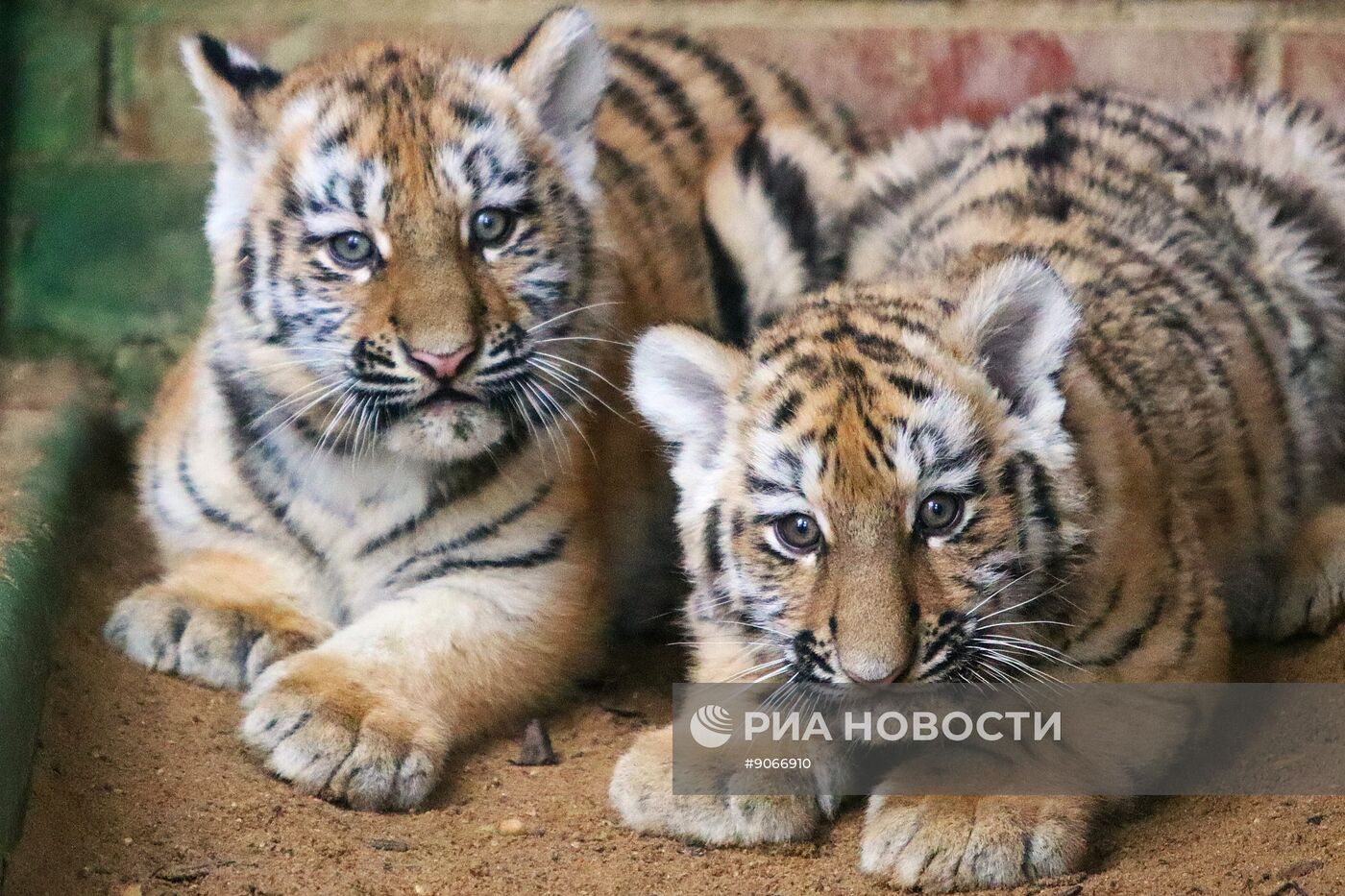 В Московском зоопарке родились два амурских тигренка