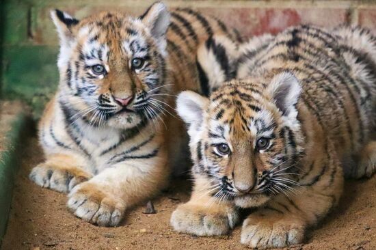 В Московском зоопарке родились два амурских тигренка