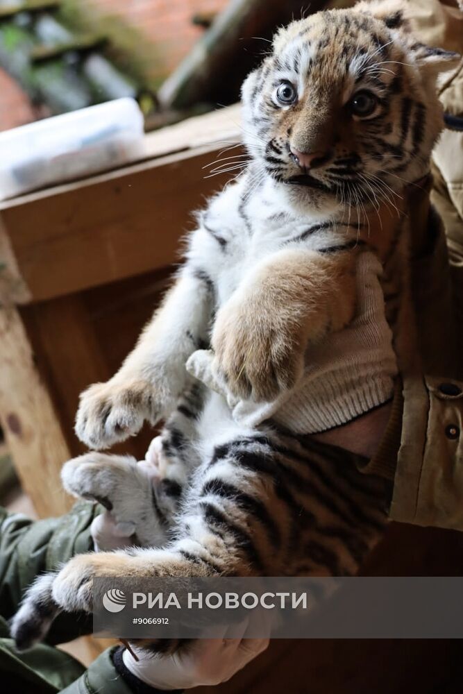 В Московском зоопарке родились два амурских тигренка