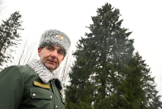 Рубка главной новогодней ели