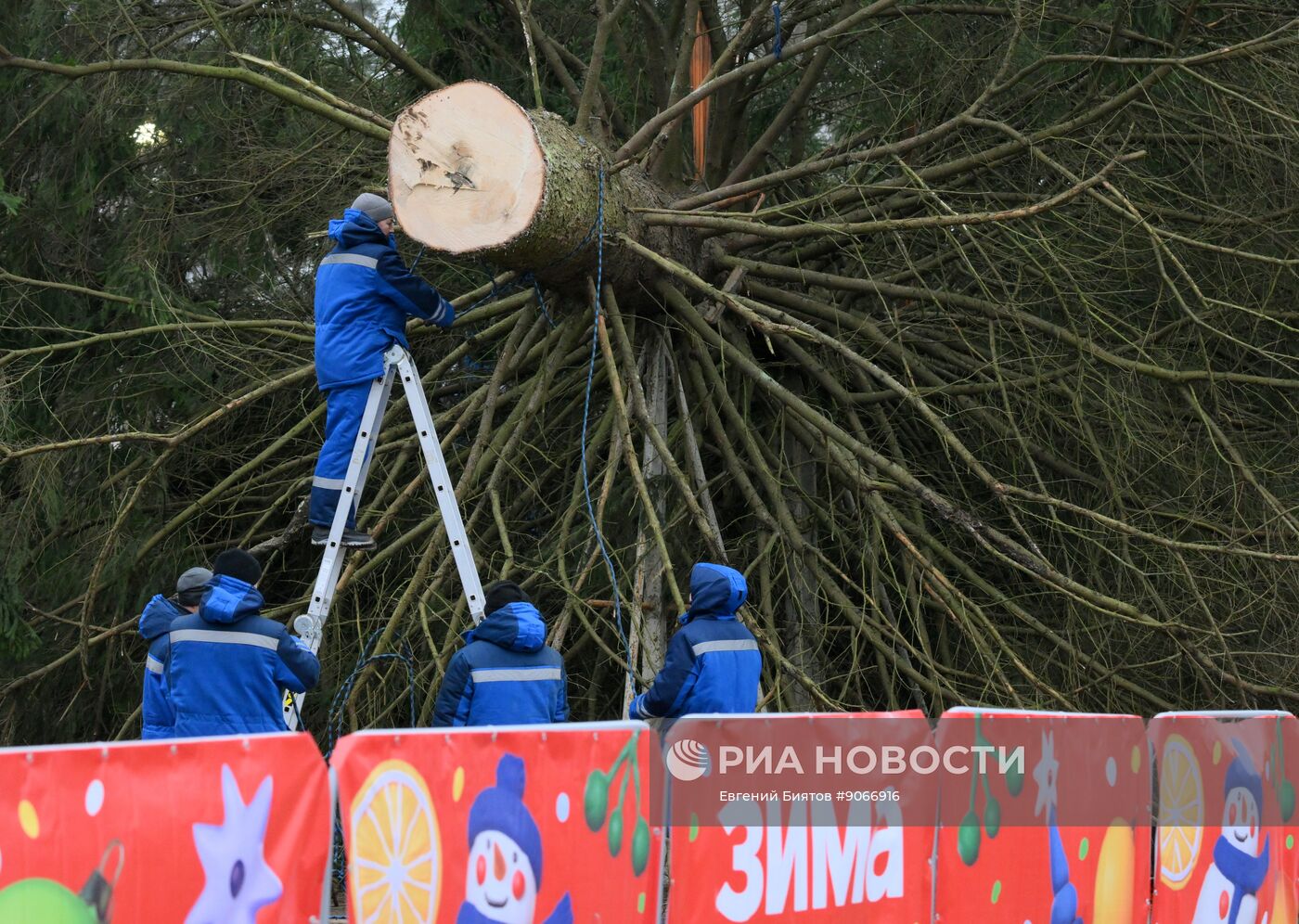 Рубка главной новогодней ели