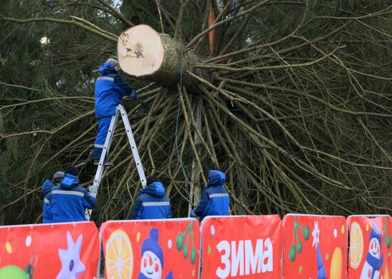 Рубка главной новогодней ели