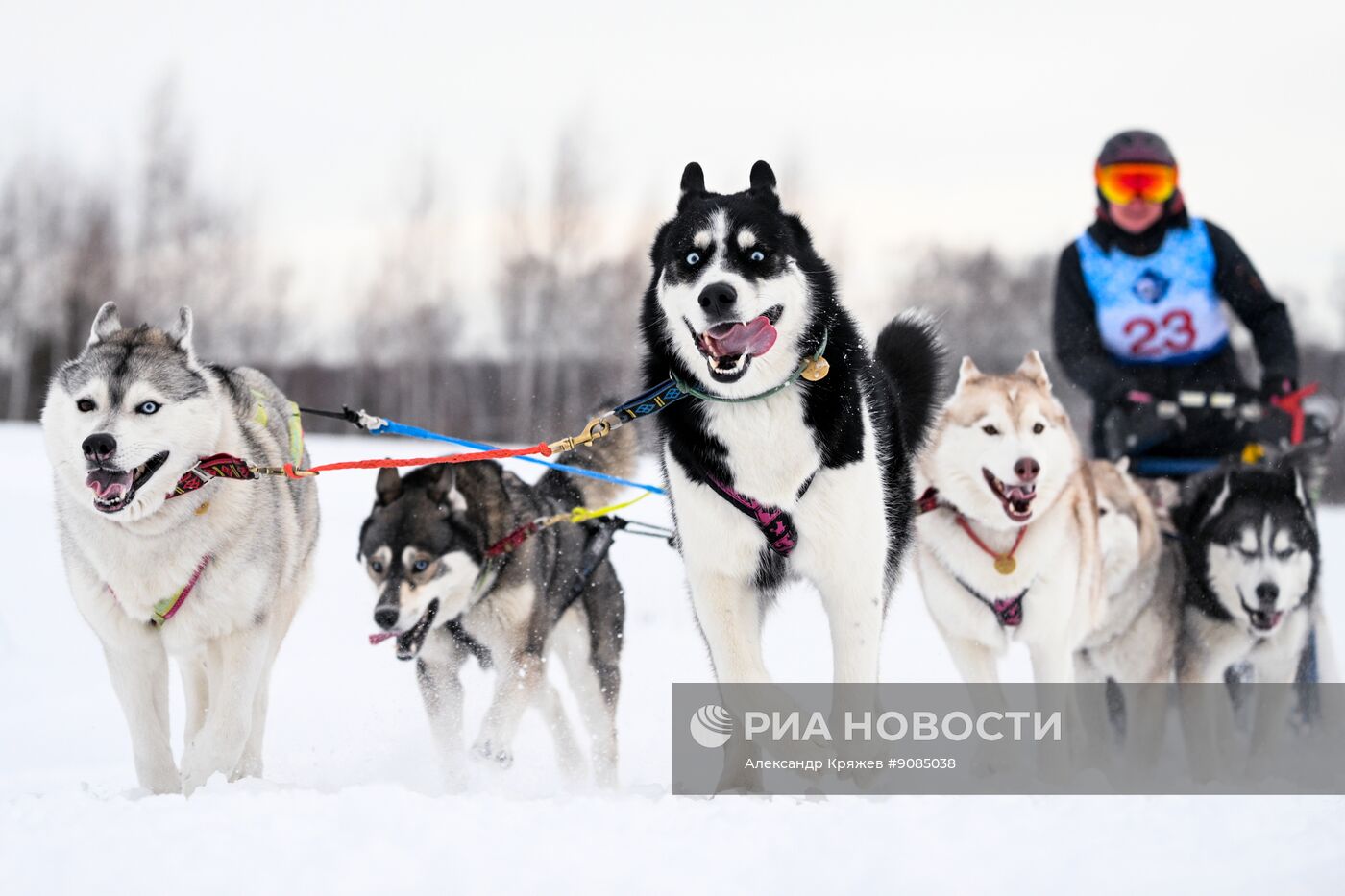 Гонки на собачьих упряжках "Рождественский заезд - 2026" в Новосибирской области