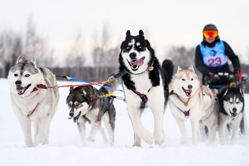 Гонки на собачьих упряжках "Рождественский заезд - 2026" в Новосибирской области