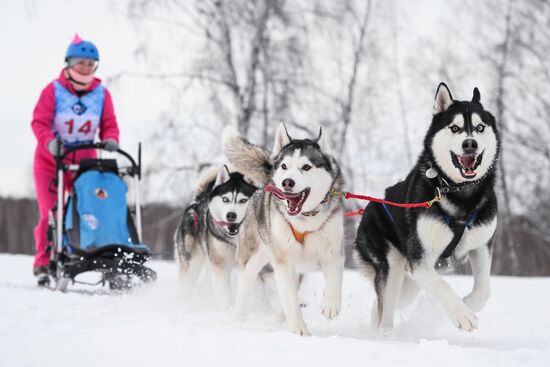 Гонки на собачьих упряжках "Рождественский заезд - 2026" в Новосибирской области