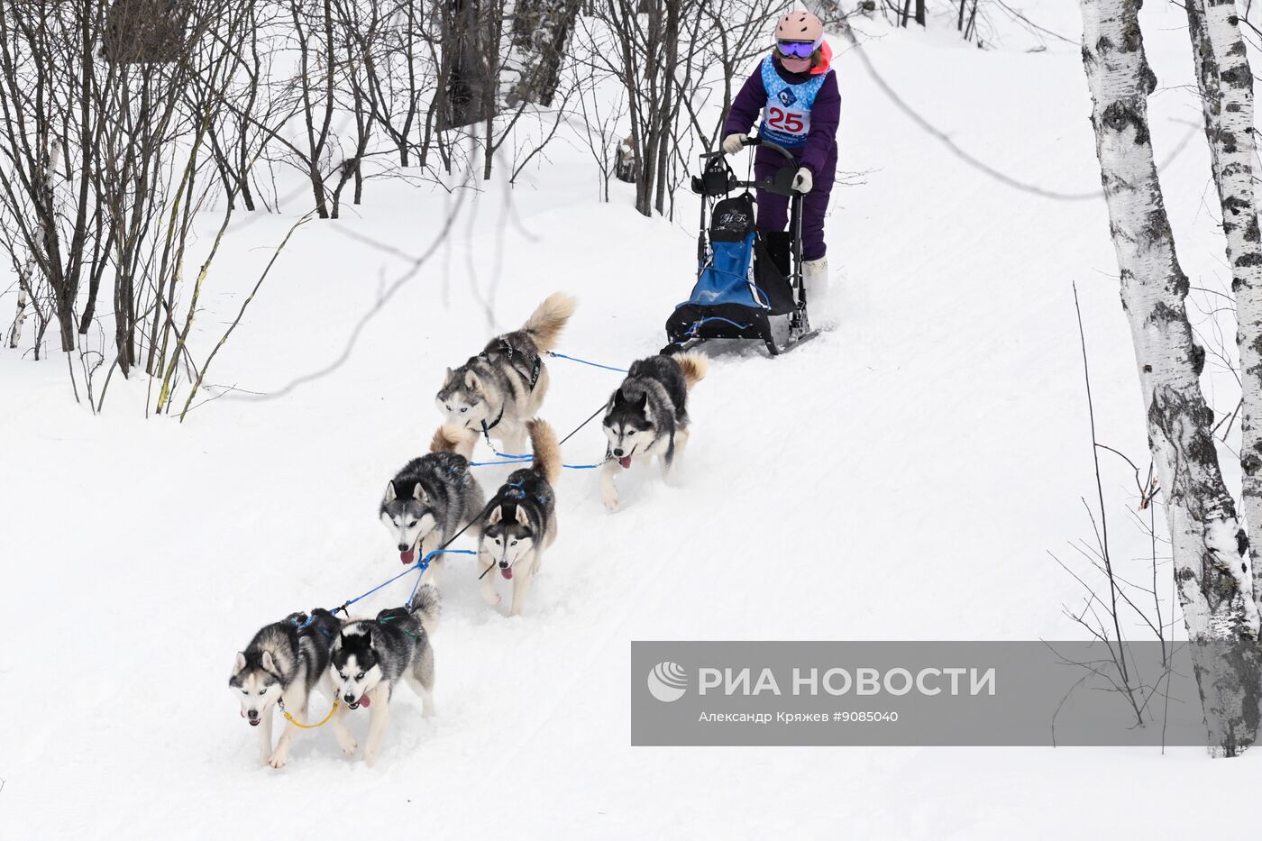 Гонки на собачьих упряжках "Рождественский заезд - 2026" в Новосибирской области
