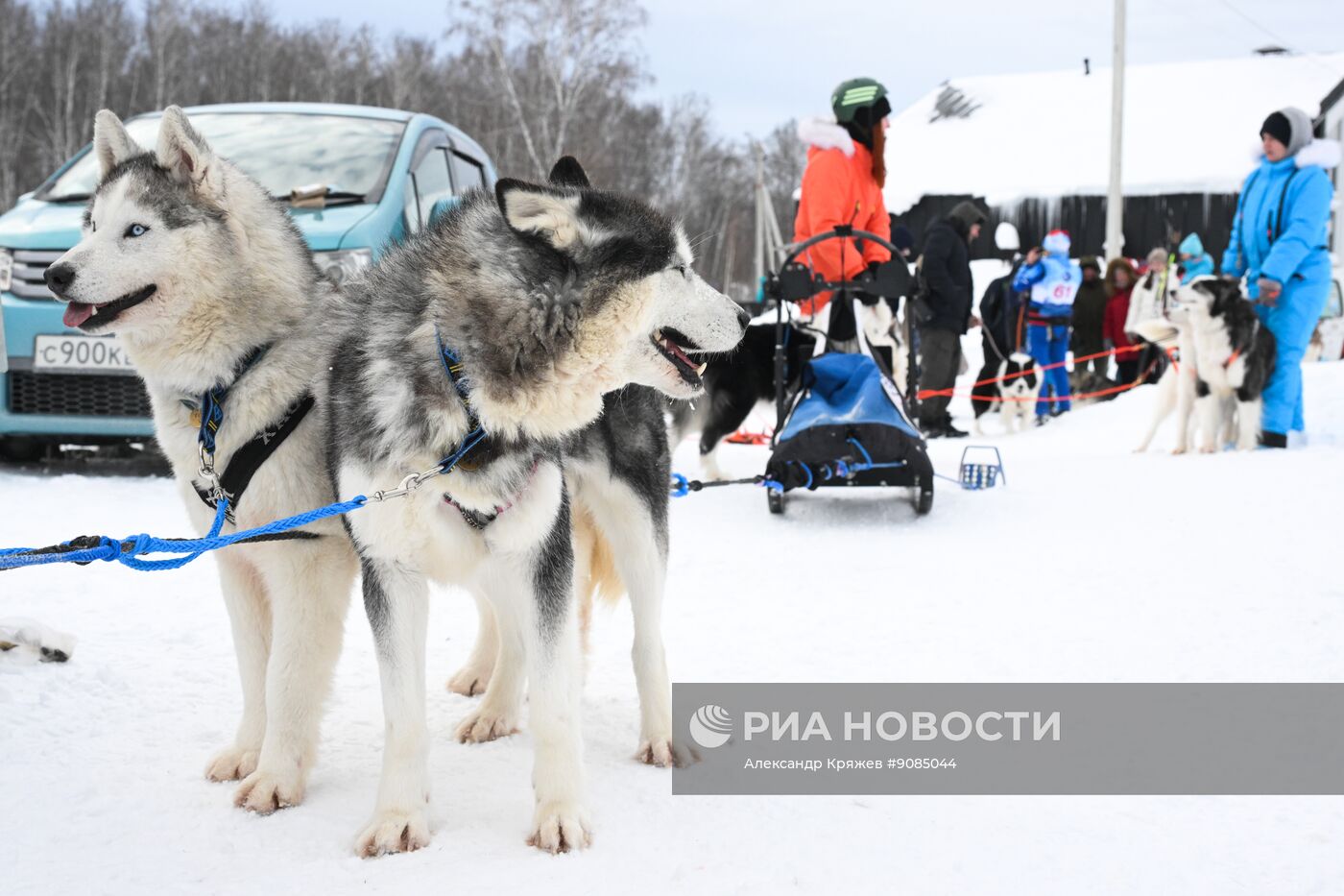 Гонки на собачьих упряжках "Рождественский заезд - 2026" в Новосибирской области