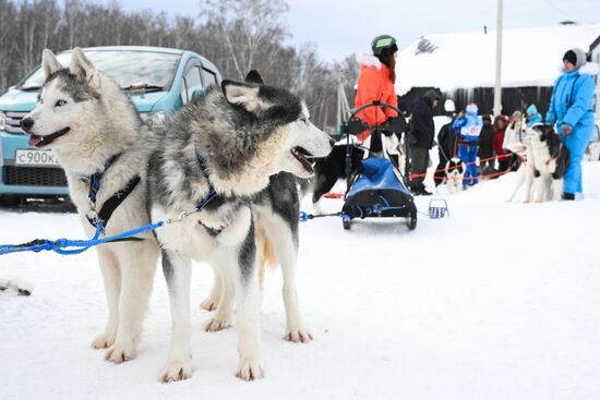 Гонки на собачьих упряжках "Рождественский заезд - 2026" в Новосибирской области