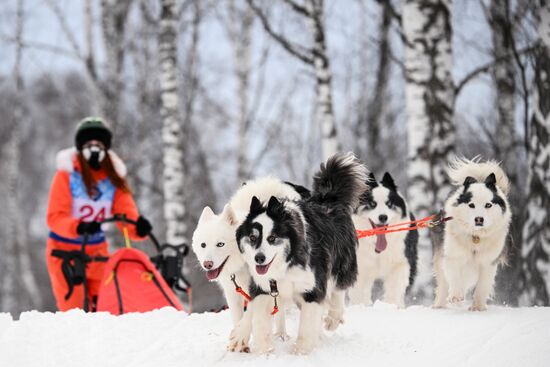 Гонки на собачьих упряжках "Рождественский заезд - 2026" в Новосибирской области