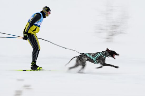 Гонки на собачьих упряжках "Рождественский заезд - 2026" в Новосибирской области