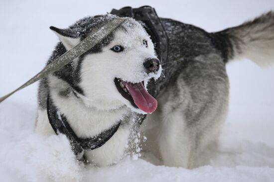 Гонки на собачьих упряжках "Рождественский заезд - 2026" в Новосибирской области