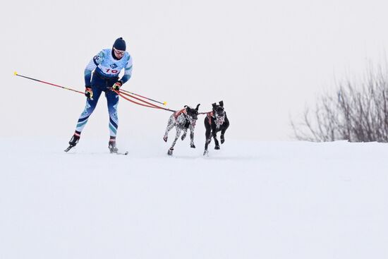 Гонки на собачьих упряжках "Рождественский заезд - 2026" в Новосибирской области