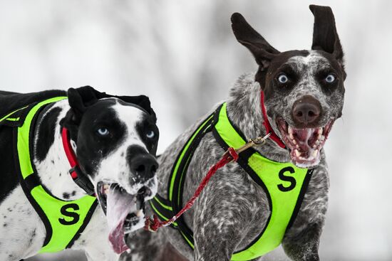 Гонки на собачьих упряжках "Рождественский заезд - 2026" в Новосибирской области