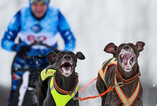 Гонки на собачьих упряжках "Рождественский заезд - 2026" в Новосибирской области