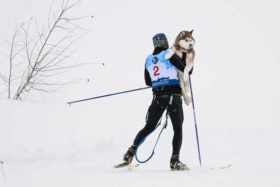 Гонки на собачьих упряжках "Рождественский заезд - 2026" в Новосибирской области