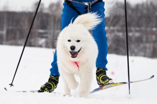 Гонки на собачьих упряжках "Рождественский заезд - 2026" в Новосибирской области