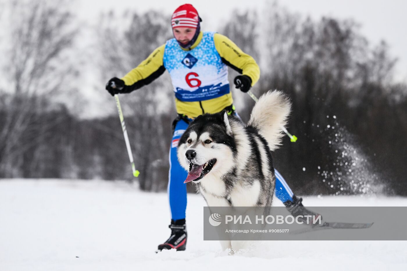 Гонки на собачьих упряжках "Рождественский заезд - 2026" в Новосибирской области
