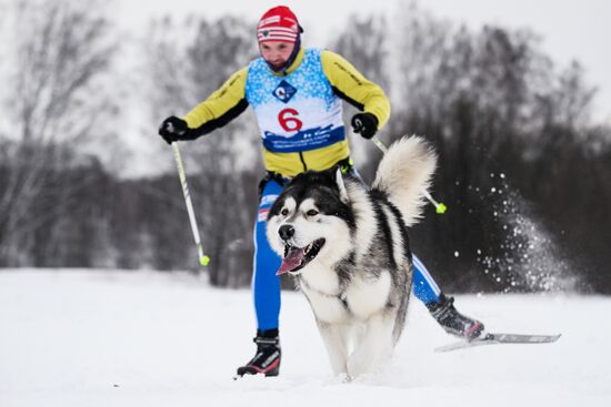 Гонки на собачьих упряжках "Рождественский заезд - 2026" в Новосибирской области