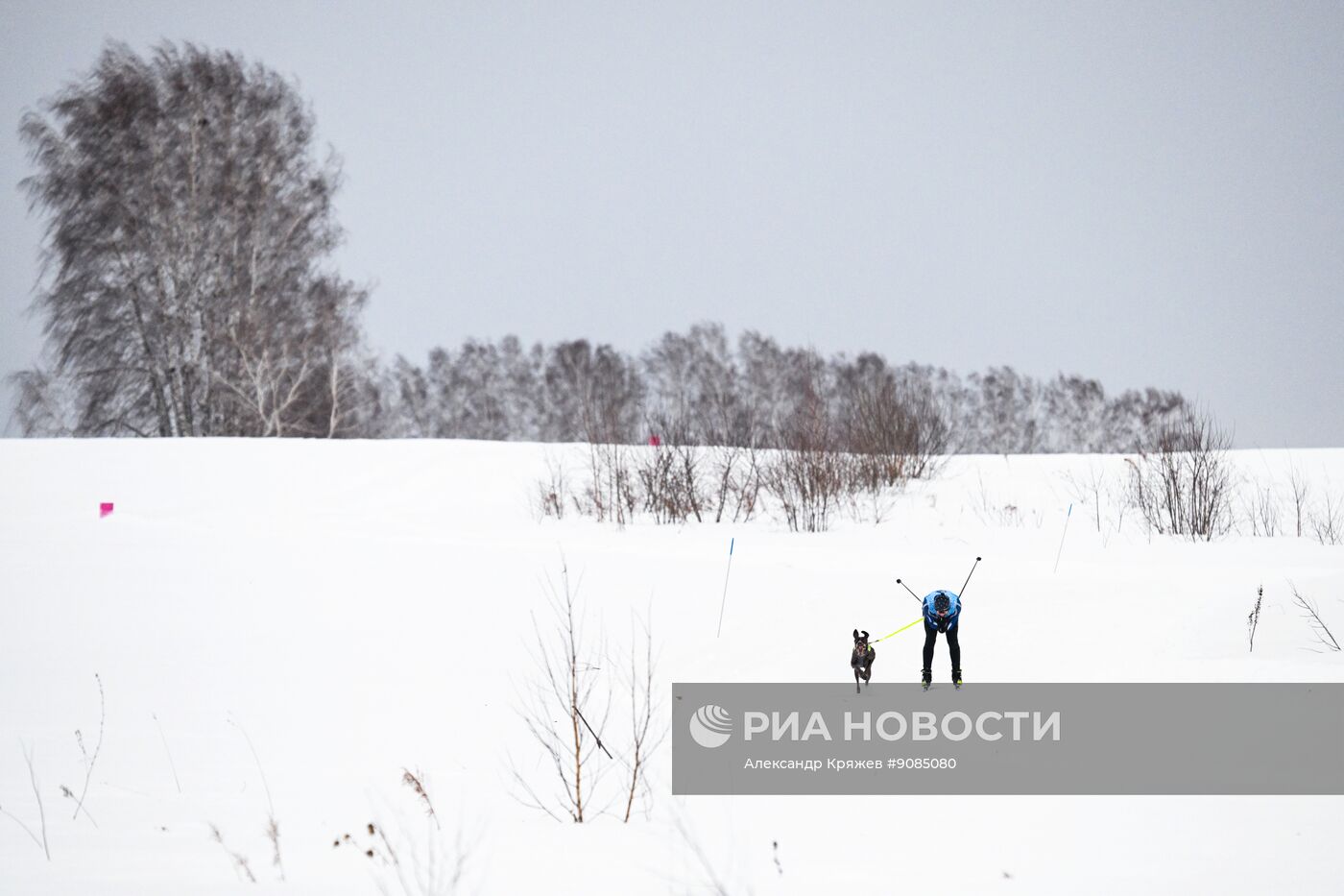 Гонки на собачьих упряжках "Рождественский заезд - 2026" в Новосибирской области