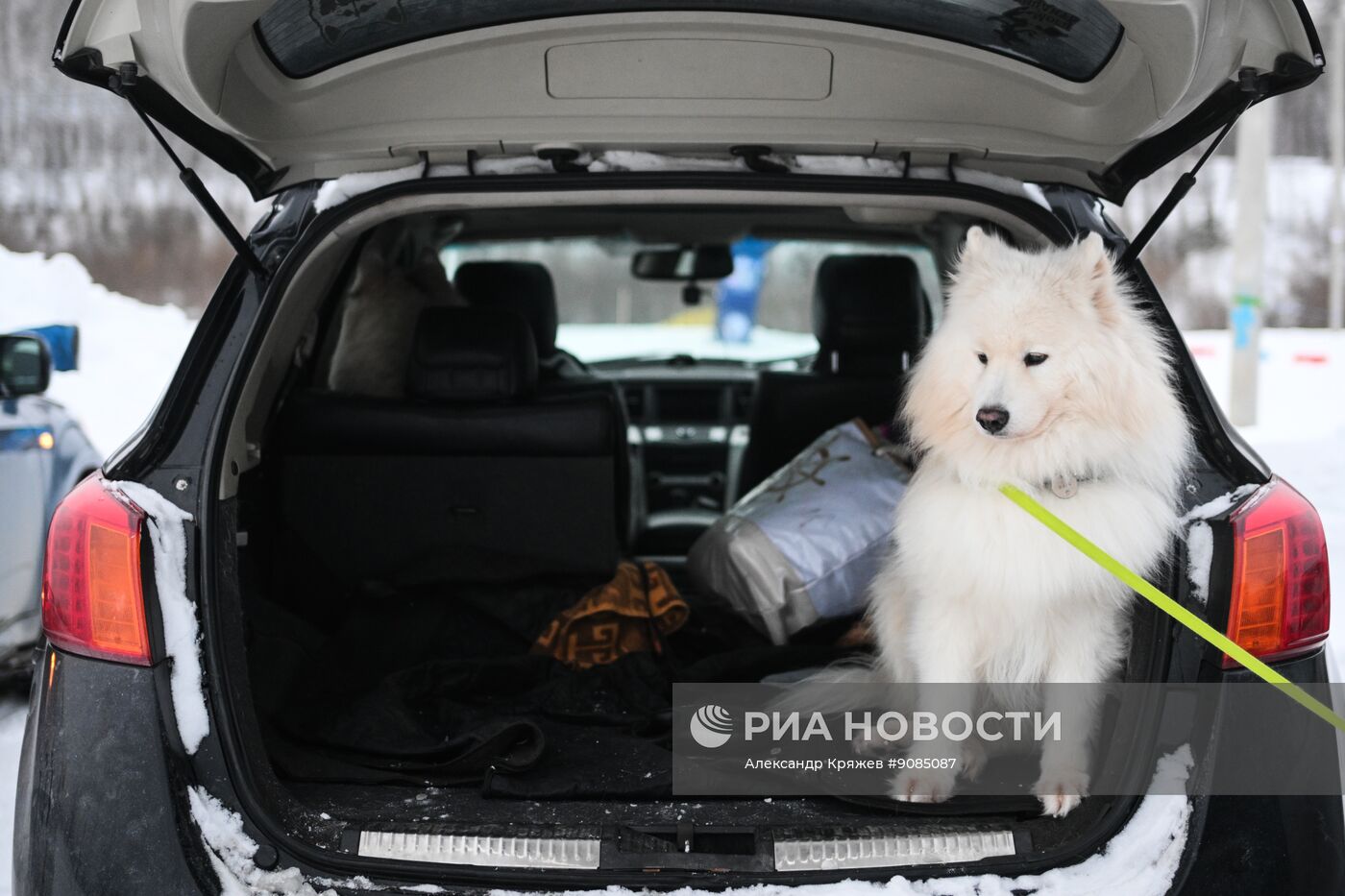 Гонки на собачьих упряжках "Рождественский заезд - 2026" в Новосибирской области