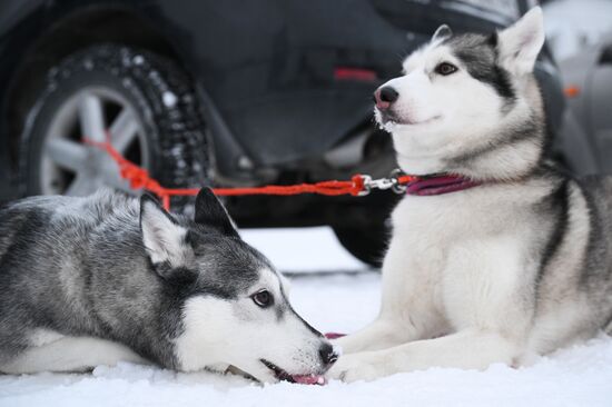 Гонки на собачьих упряжках "Рождественский заезд - 2026" в Новосибирской области