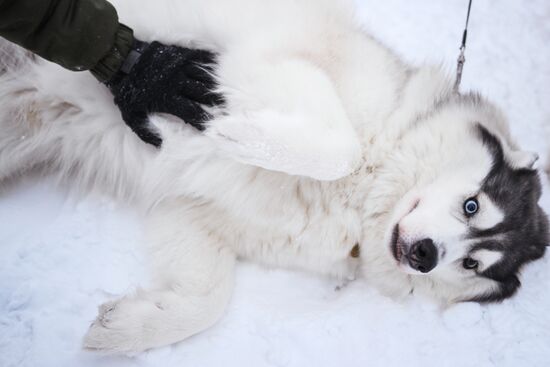 Гонки на собачьих упряжках "Рождественский заезд - 2026" в Новосибирской области