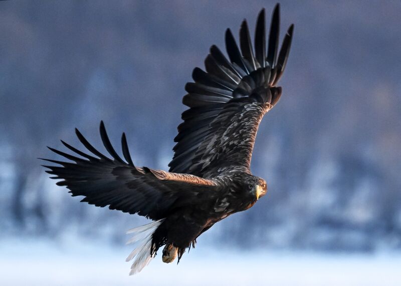 Краснокнижные орланы-белохвосты и тюлени-ларги во Владивостоке