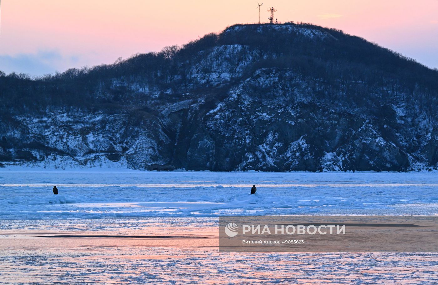 Краснокнижные орланы-белохвосты и тюлени-ларги во Владивостоке