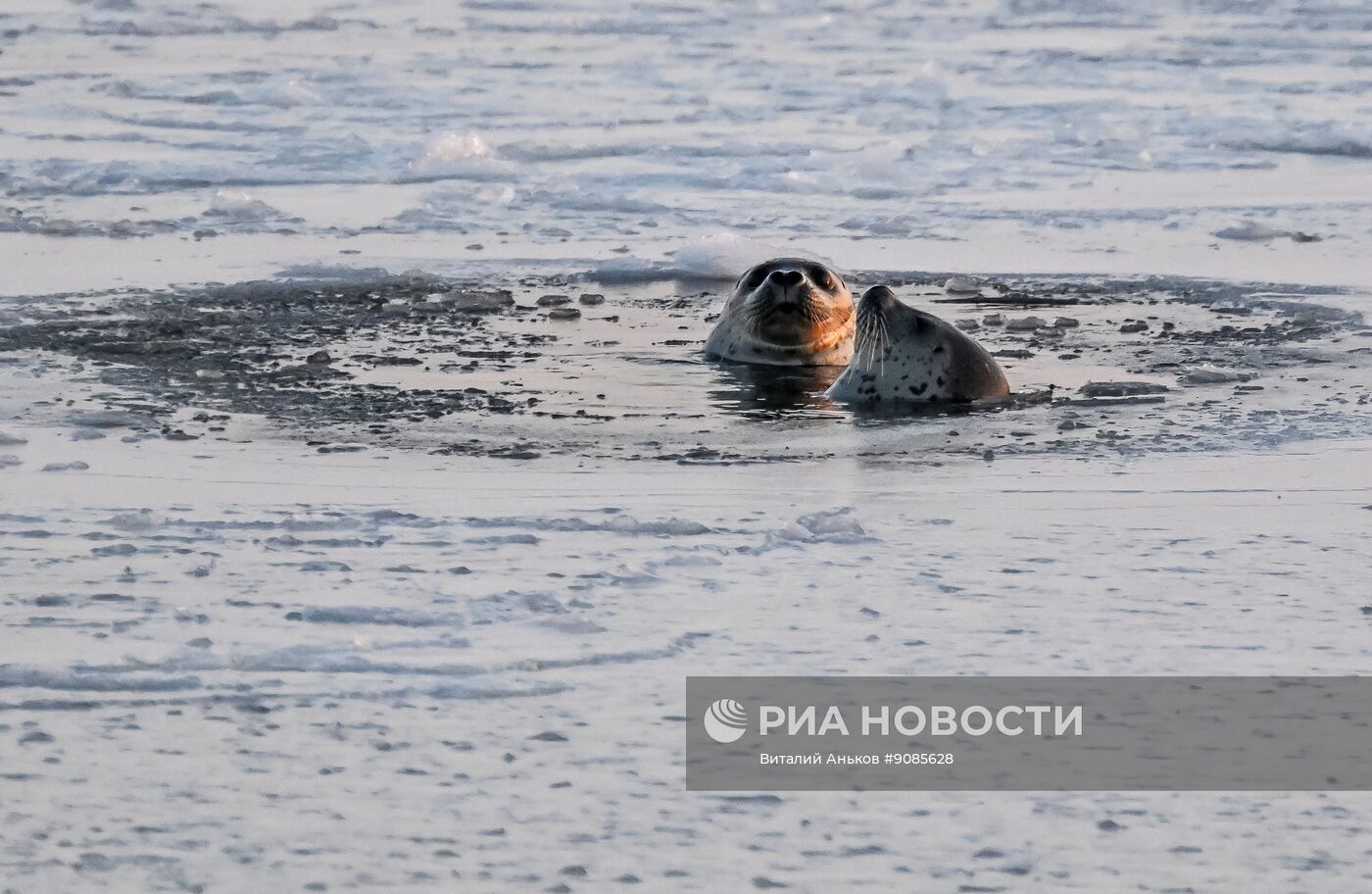 Краснокнижные орланы-белохвосты и тюлени-ларги во Владивостоке