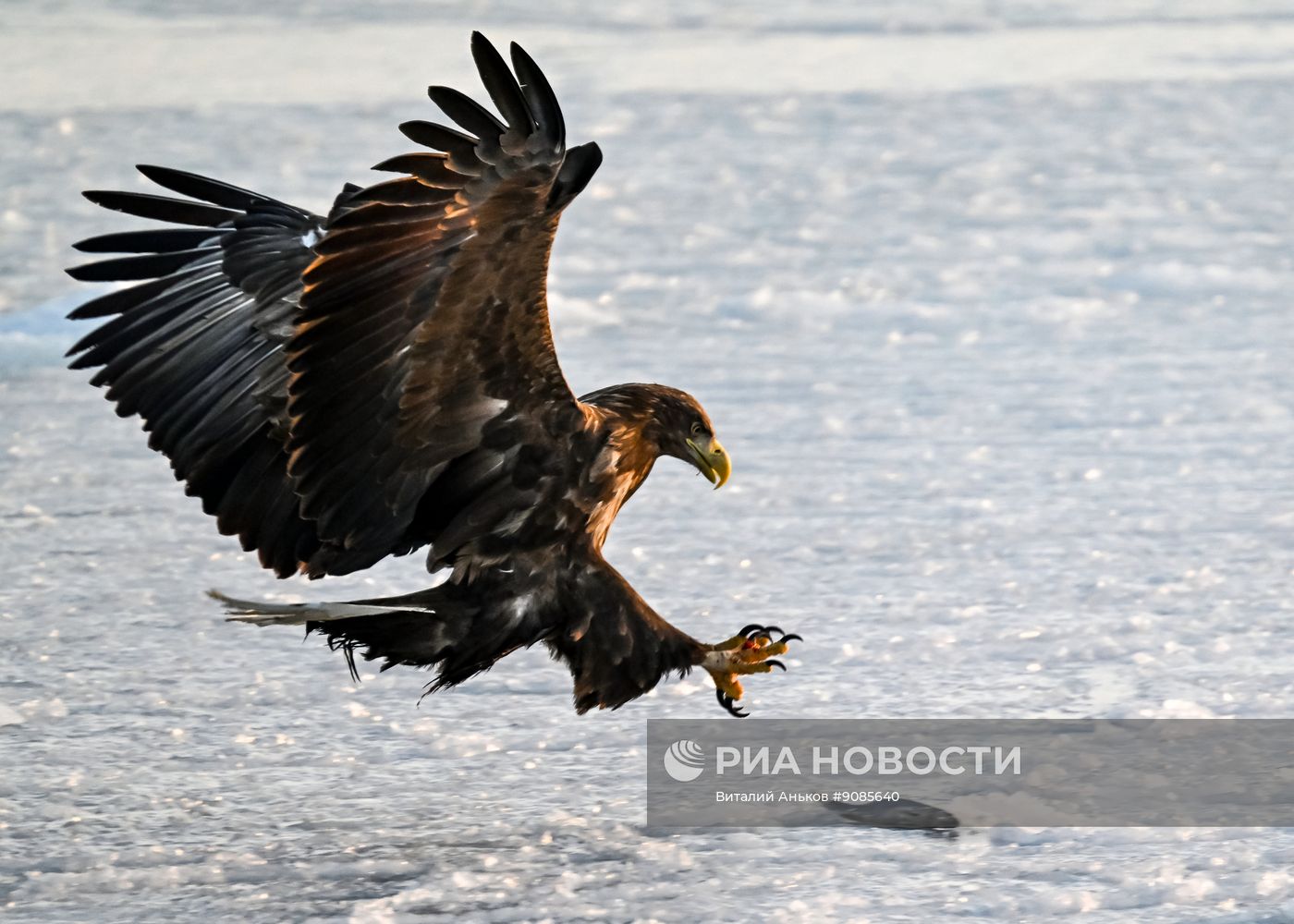 Краснокнижные орланы-белохвосты и тюлени-ларги во Владивостоке