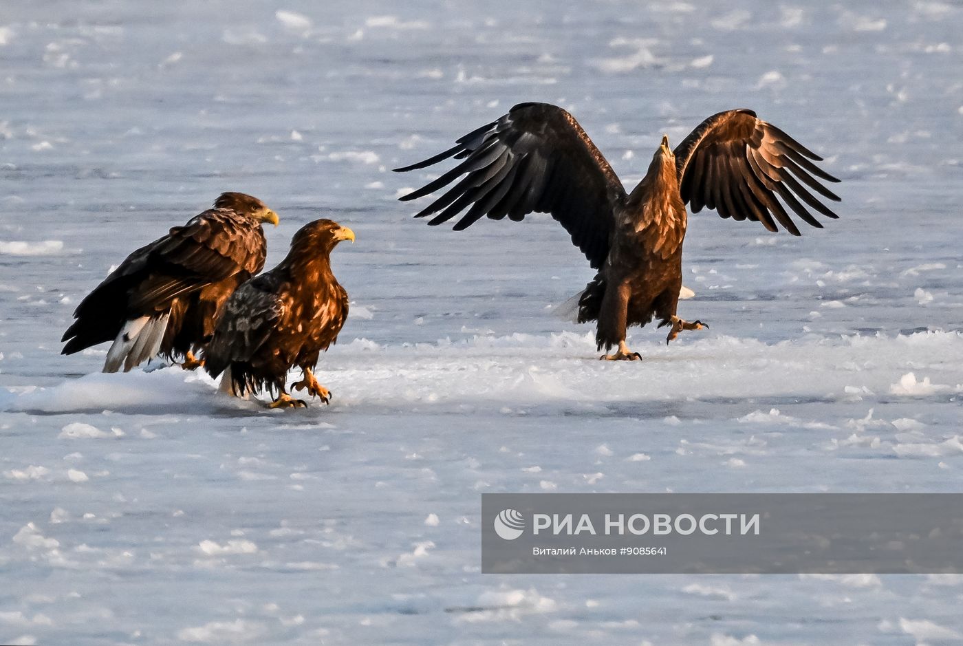Краснокнижные орланы-белохвосты и тюлени-ларги во Владивостоке