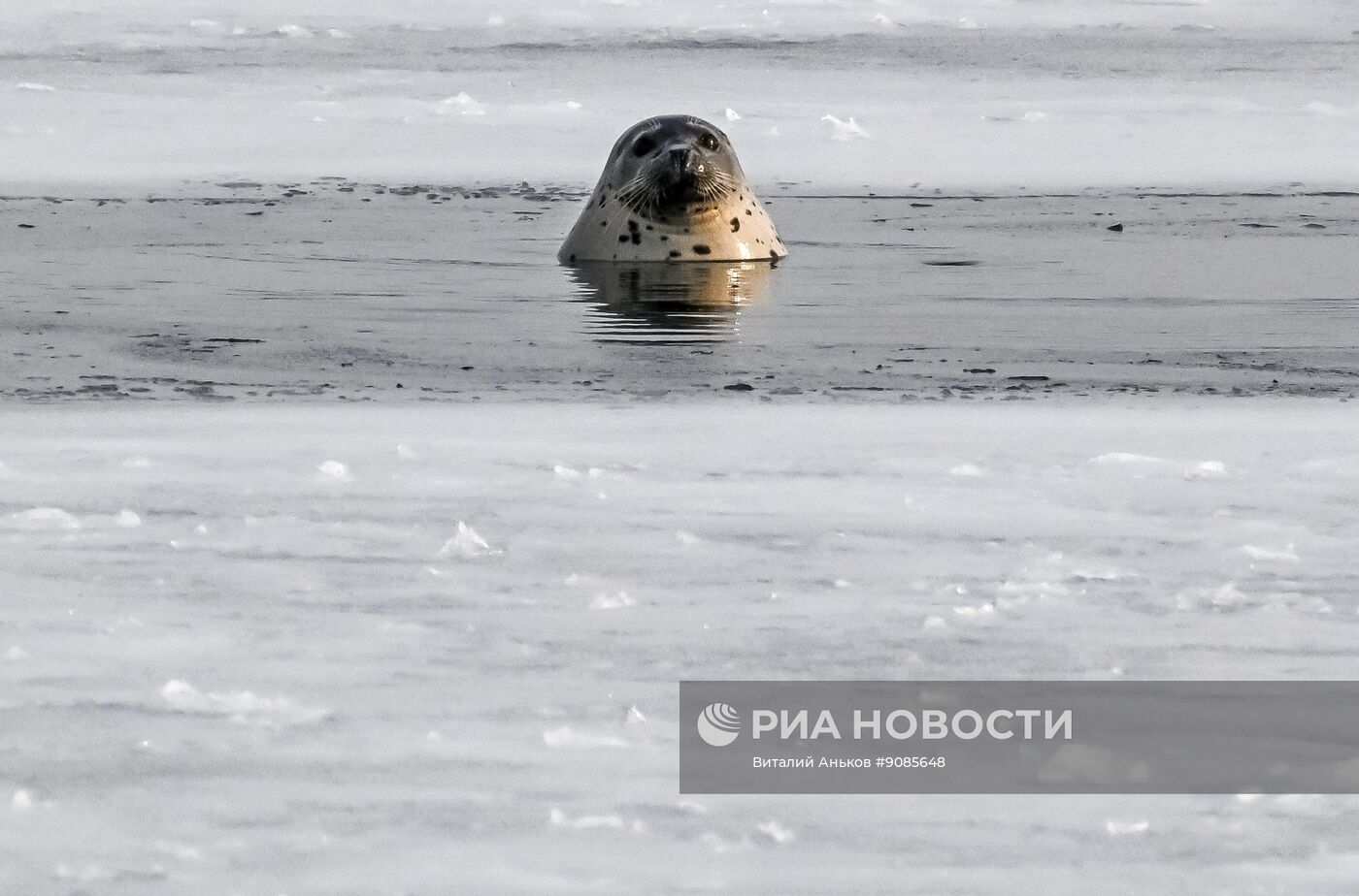 Краснокнижные орланы-белохвосты и тюлени-ларги во Владивостоке