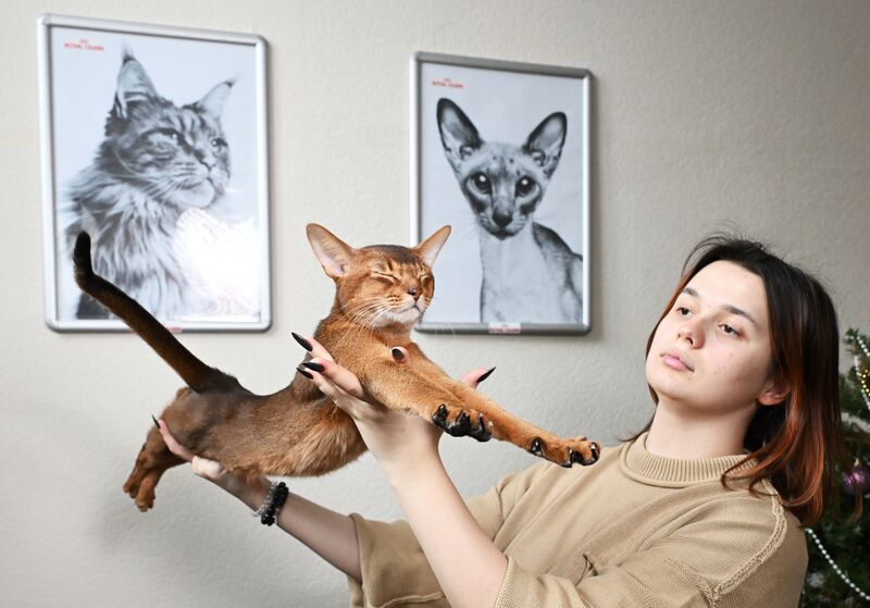 Абиссинский кот из России признан самым красивым котом в мире