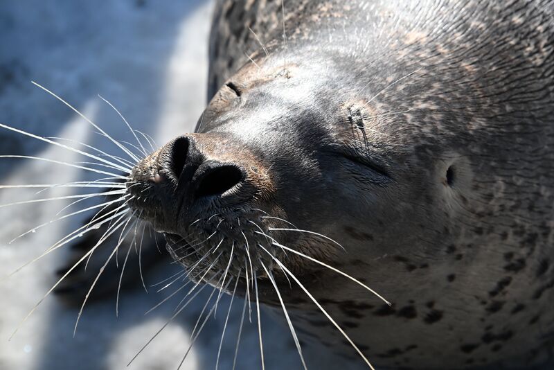 База изучения морских млекопитающих Приморского океанариума