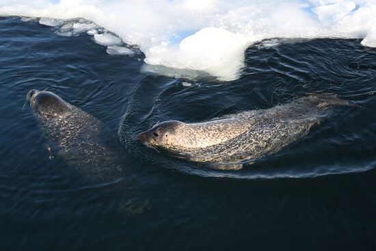 База изучения морских млекопитающих Приморского океанариума
