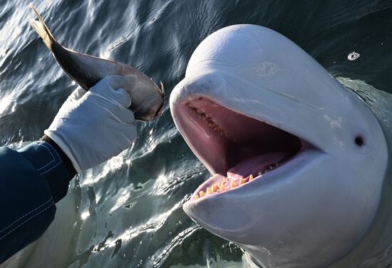 База изучения морских млекопитающих Приморского океанариума