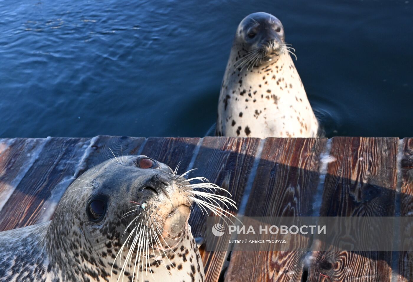 База изучения морских млекопитающих Приморского океанариума