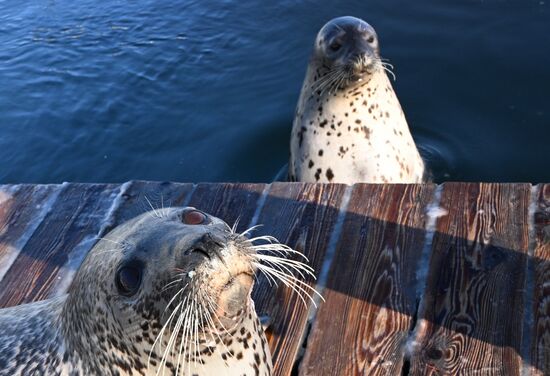 База изучения морских млекопитающих Приморского океанариума