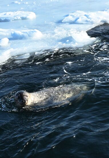 База изучения морских млекопитающих Приморского океанариума