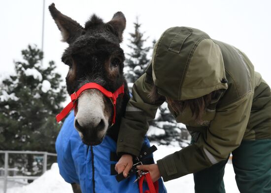 Ослика Жорика из зоны СВО привезли в Московский зоопарк